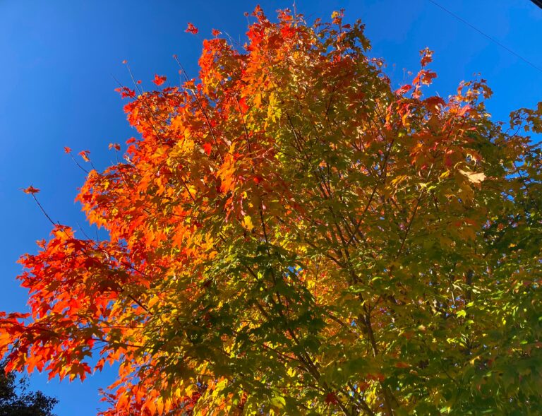 A vibrant maple tree with autumn foliage, displaying a mix of red, orange, and green leaves against a clear blue sky.